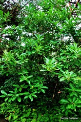 Magnolia virginiana 'Glauca' — photo 2